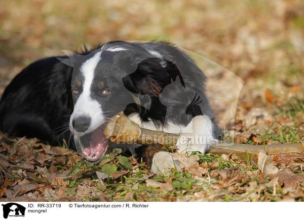 Border-Collie-Australian-Shepherd-Mischling / mongrel / RR-33719