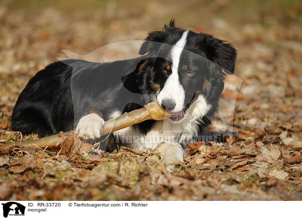 Border-Collie-Australian-Shepherd-Mischling / mongrel / RR-33720
