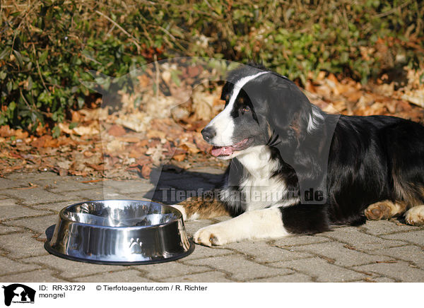 Border-Collie-Australian-Shepherd-Mischling / mongrel / RR-33729