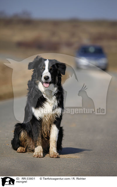 Border-Collie-Australian-Shepherd-Mischling / mongrel / RR-33801