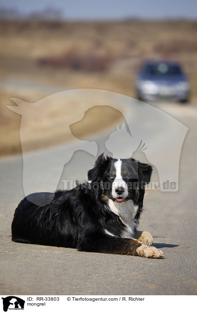 Border-Collie-Australian-Shepherd-Mischling / mongrel / RR-33803