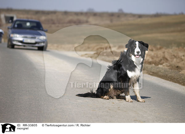 Border-Collie-Australian-Shepherd-Mischling / mongrel / RR-33805