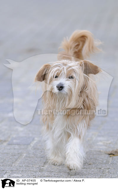 trotting mongrel / AP-07405