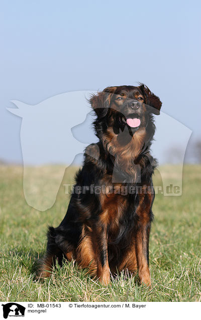 Australian-Shepherd-Spitz-Mix / mongrel / MB-01543