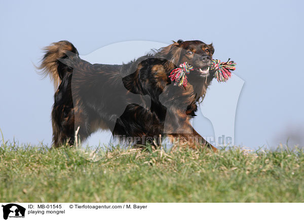 spielender Australian-Shepherd-Spitz-Mix / playing mongrel / MB-01545