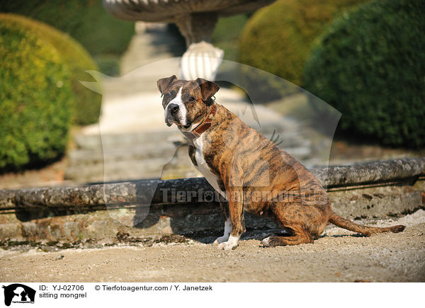 sitzender Mischling / sitting mongrel / YJ-02706