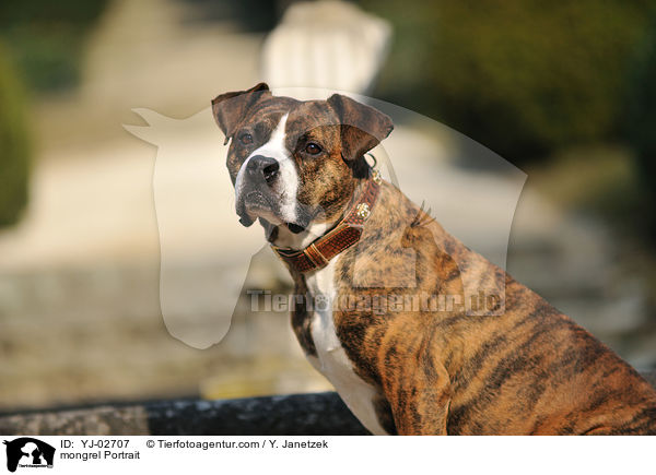 Mischling Portrait / mongrel Portrait / YJ-02707