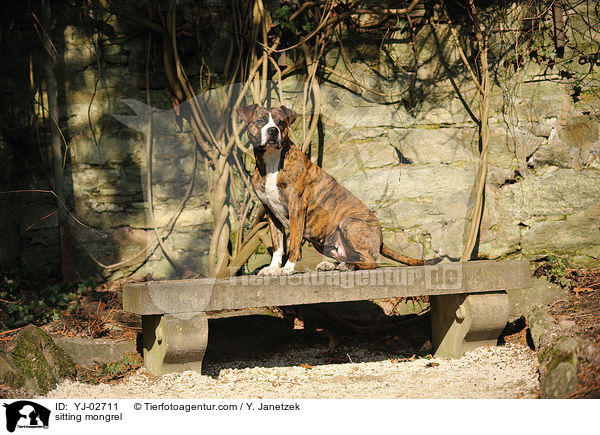 sitzender Mischling / sitting mongrel / YJ-02711