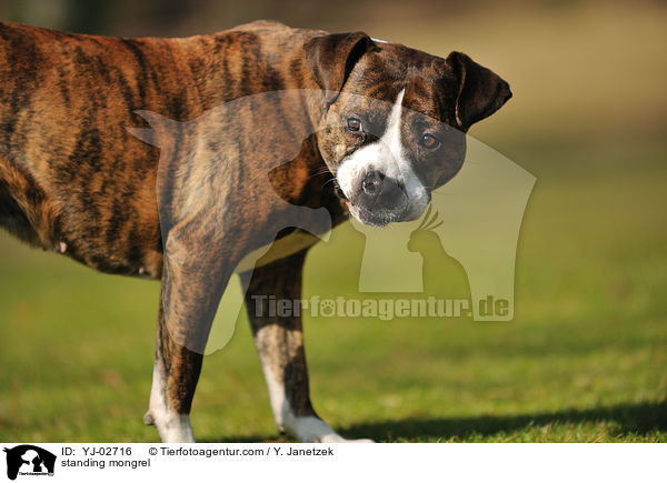 stehender Mischling / standing mongrel / YJ-02716
