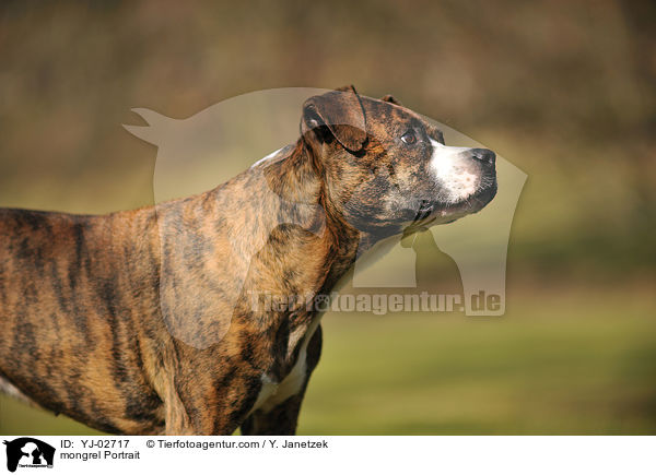 Mischling Portrait / mongrel Portrait / YJ-02717