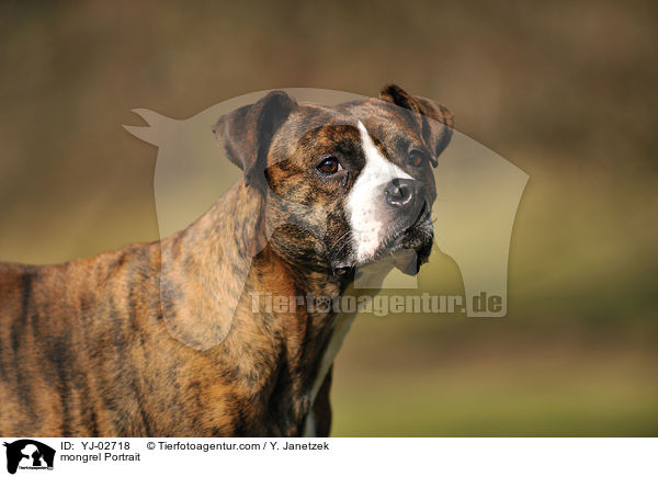 Mischling Portrait / mongrel Portrait / YJ-02718
