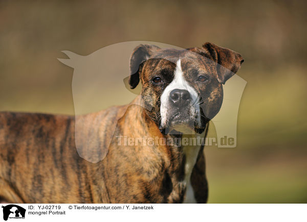 Mischling Portrait / mongrel Portrait / YJ-02719