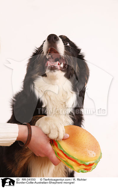 Border-Collie-Australian-Shepherd-Mischling / Border-Collie-Australian-Shepherd mongrel / RR-34550