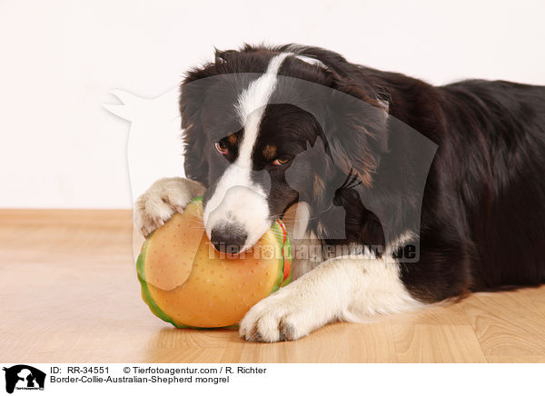 Border-Collie-Australian-Shepherd-Mischling / Border-Collie-Australian-Shepherd mongrel / RR-34551