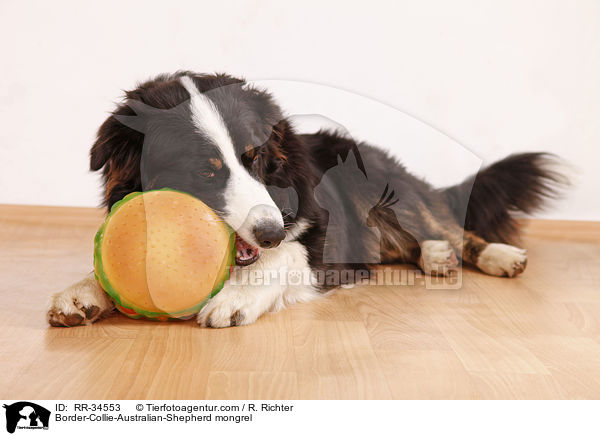 Border-Collie-Australian-Shepherd-Mischling / Border-Collie-Australian-Shepherd mongrel / RR-34553