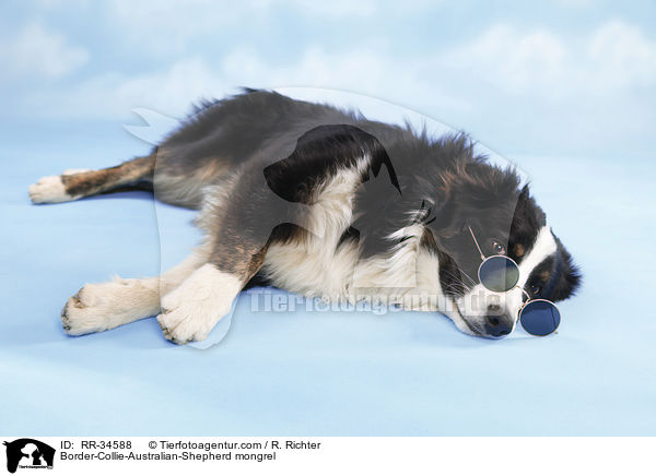 Border-Collie-Australian-Shepherd-Mischling / Border-Collie-Australian-Shepherd mongrel / RR-34588