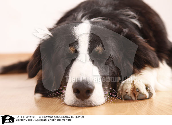 Border-Collie-Australian-Shepherd-Mischling / Border-Collie-Australian-Shepherd mongrel / RR-34610