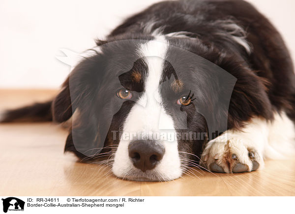 Border-Collie-Australian-Shepherd-Mischling / Border-Collie-Australian-Shepherd mongrel / RR-34611