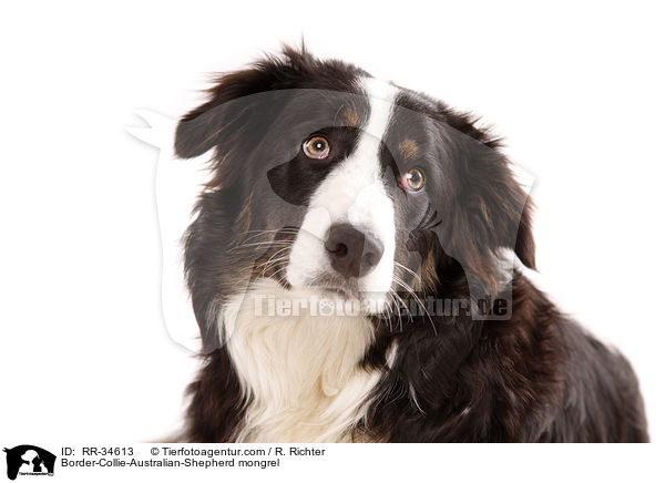 Border-Collie-Australian-Shepherd-Mischling / Border-Collie-Australian-Shepherd mongrel / RR-34613