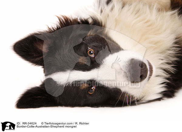 Border-Collie-Australian-Shepherd-Mischling / Border-Collie-Australian-Shepherd mongrel / RR-34624