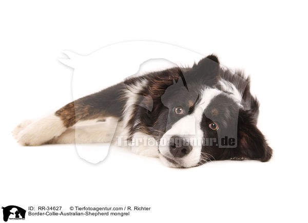 Border-Collie-Australian-Shepherd-Mischling / RR-34627