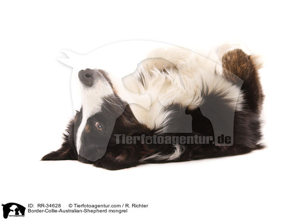 Border-Collie-Australian-Shepherd-Mischling / Border-Collie-Australian-Shepherd mongrel / RR-34628