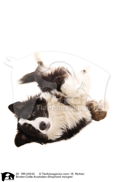 Border-Collie-Australian-Shepherd-Mischling / Border-Collie-Australian-Shepherd mongrel / RR-34630