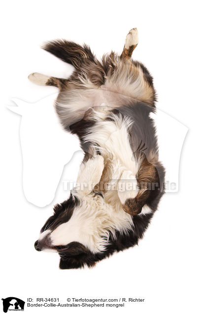 Border-Collie-Australian-Shepherd-Mischling / Border-Collie-Australian-Shepherd mongrel / RR-34631