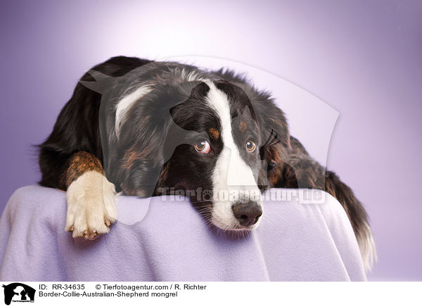 Border-Collie-Australian-Shepherd-Mischling / Border-Collie-Australian-Shepherd mongrel / RR-34635