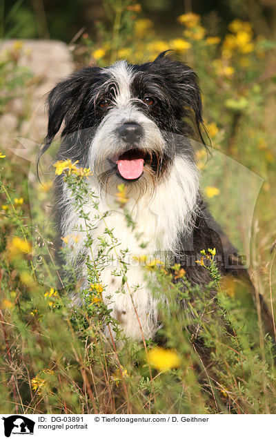 Mischling Portrait / mongrel portrait / DG-03891