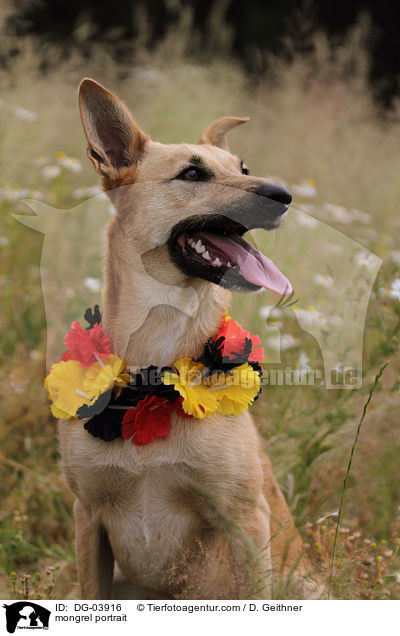 Mischling Portrait / mongrel portrait / DG-03916