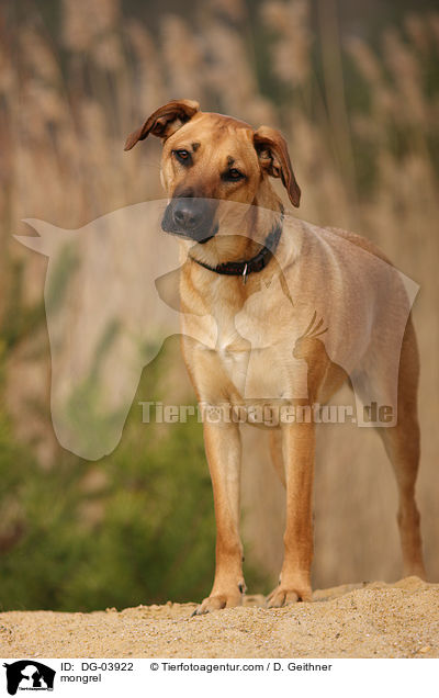 Mischling / mongrel / DG-03922