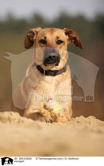 Mischling / mongrel / DG-03928