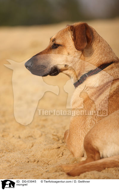 Mischling / mongrel / DG-03945