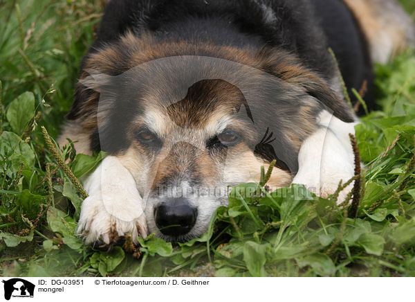 Mischling / mongrel / DG-03951