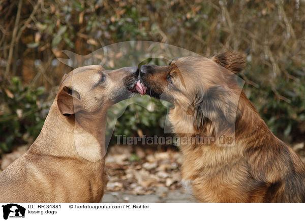 kissing dogs / RR-34881