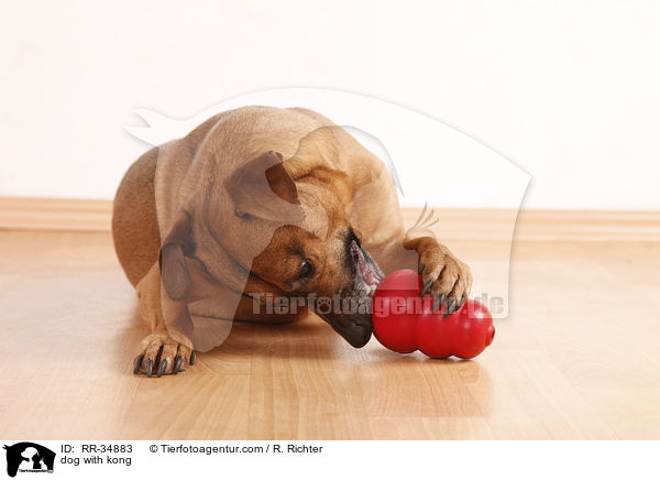 Hund mit Futterkong / dog with kong / RR-34883
