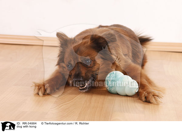 Hund mit Futterkong / dog with kong / RR-34884