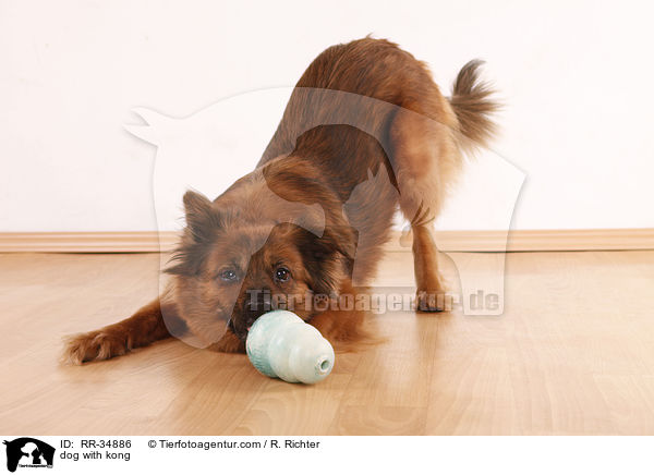 Hund mit Futterkong / dog with kong / RR-34886