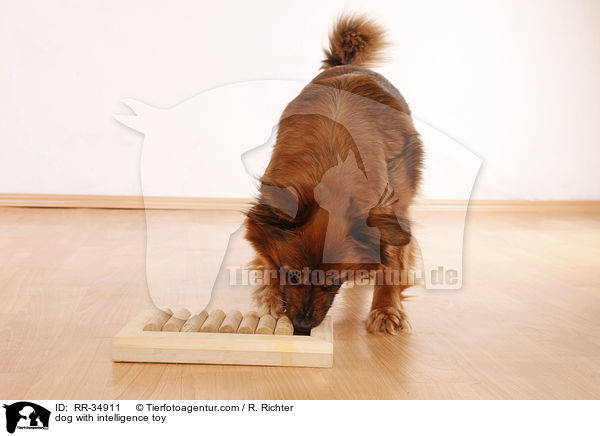 Hund mit Intelligenzspielzeug / dog with intelligence toy / RR-34911