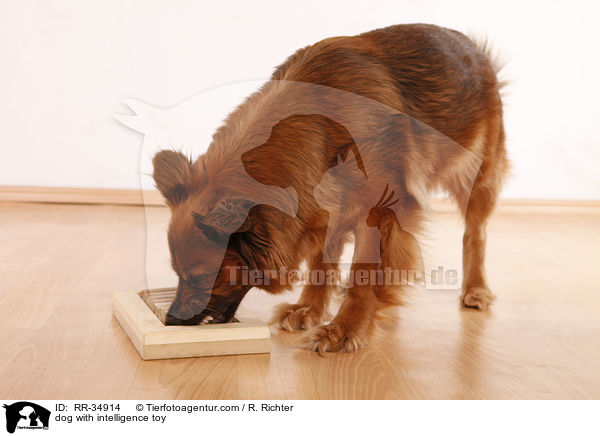 dog with intelligence toy / RR-34914