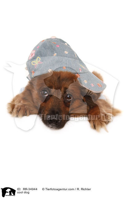 cooler Hund / cool dog / RR-34944