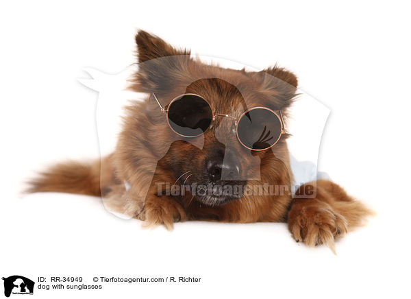 Hund mit Sonnenbrille / dog with sunglasses / RR-34949