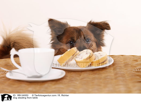 Hund klaut vom Tisch / dog stealing from table / RR-34950