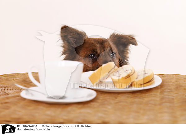 Hund klaut vom Tisch / dog stealing from table / RR-34951