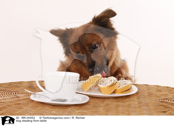 Hund klaut vom Tisch / dog stealing from table / RR-34952