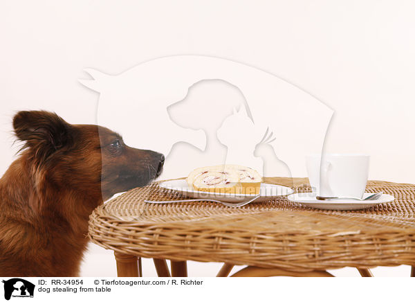 Hund klaut vom Tisch / dog stealing from table / RR-34954