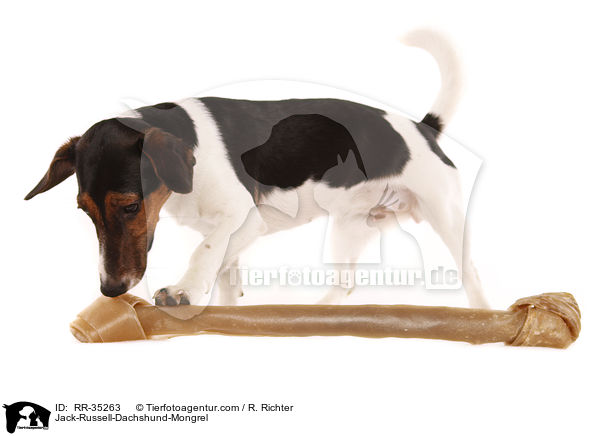 Jack-Russell-Dackel-Mischling / Jack-Russell-Dachshund-Mongrel / RR-35263