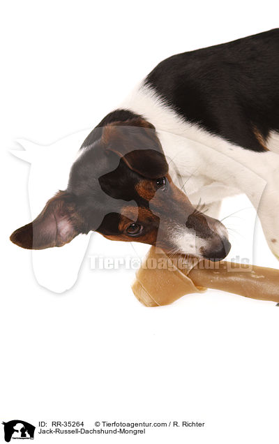 Jack-Russell-Dackel-Mischling / Jack-Russell-Dachshund-Mongrel / RR-35264