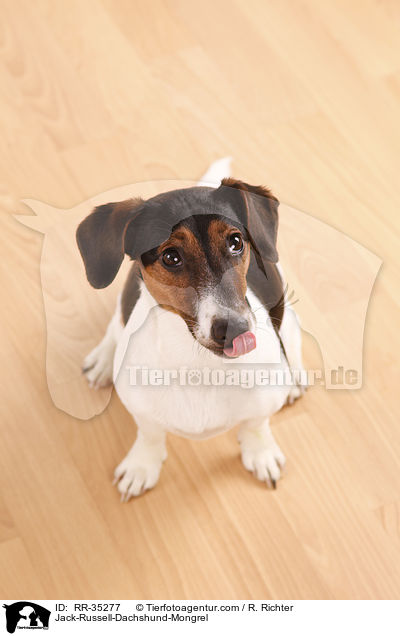 Jack-Russell-Dackel-Mischling / Jack-Russell-Dachshund-Mongrel / RR-35277